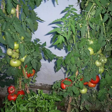 Filyra Appartement